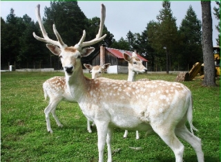 Venados de pecho blanco